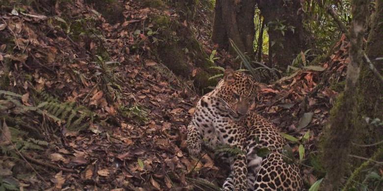 Macan tutul jawa (Panthera pardus melas) terekam oleh kamera jebakan di Taman Nasional Gunung Halimun Salak, Jawa Barat, 1 November 2012.( foto Kompas)