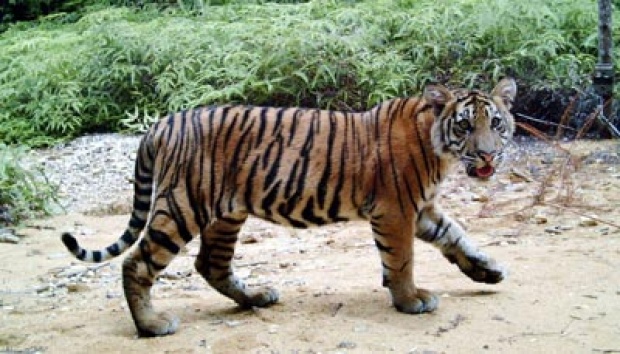 Harimau Sumatera Kini Tak Lagi Takut pada Manusia