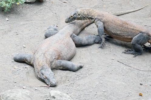 Deer, Komodo Found Dead  at Surabaya Zoo