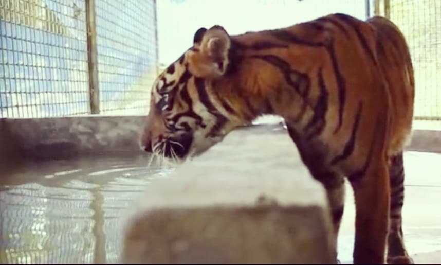 Rescuing Sumatran Tiger “Corina” in the midst of Corona Pandemic