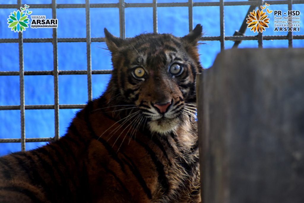 Sumatran Tiger “Ciuniang Nurantih” Rescue and Prompt Release