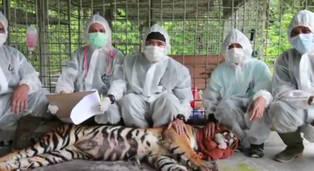Kondisi Terkini Harimau Sumatera Lanustika