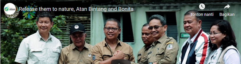 Pelepasliaran Sepasang Harimau,  “Atan Bintang dan Bonita”