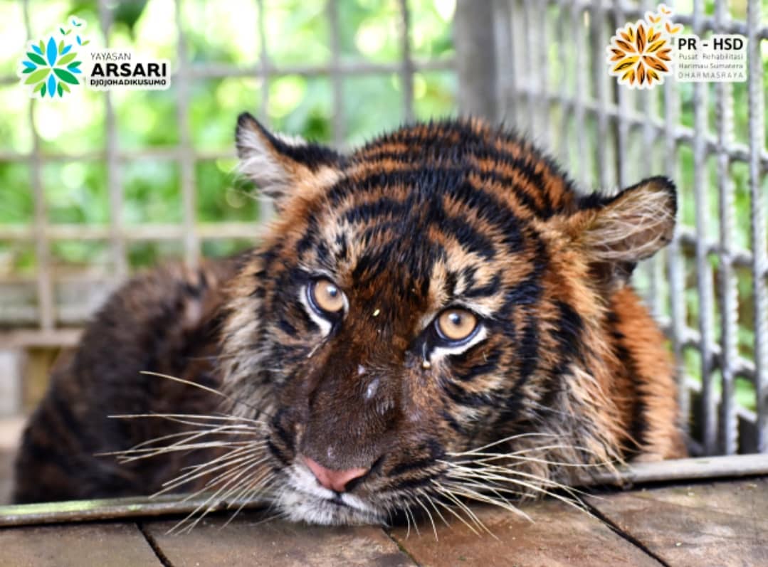 Selamatkan Harimau Sumatera dari Konflik