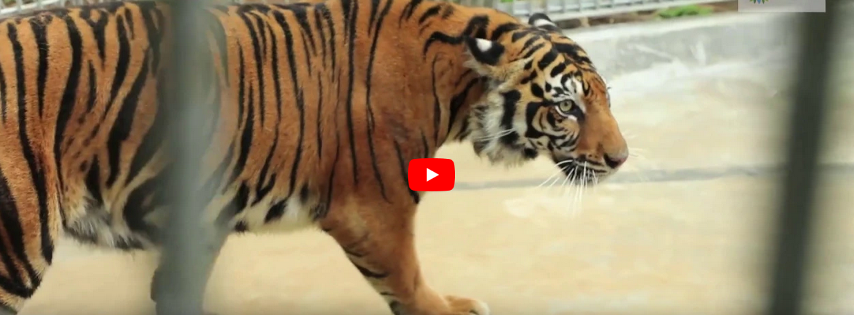 Proses Translokasi Harimau Sumatera Leony