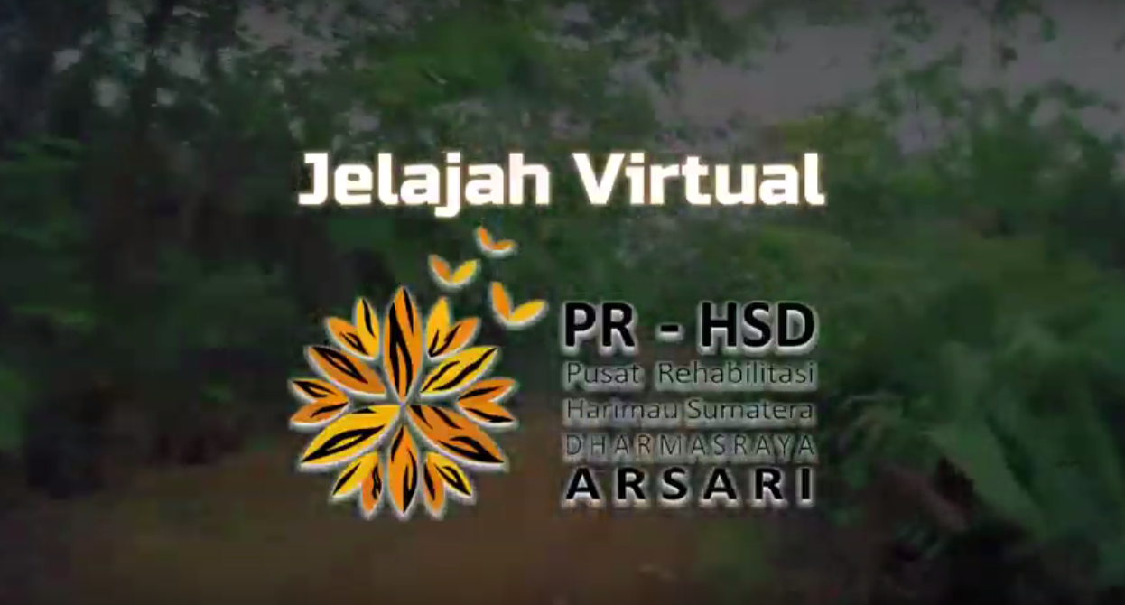 Jelajah Virtual Pusat Rehabilitasi Harimau Sumatera Dharmasraya (Versi Pendek)