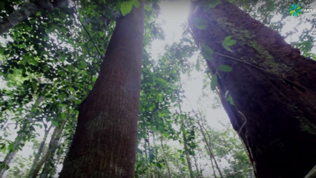 Keanekaragaman Flora dan Fauna di Area Konservasi Prof. Sumitro Djojohadikusumo (AK – PSD) ARSARI