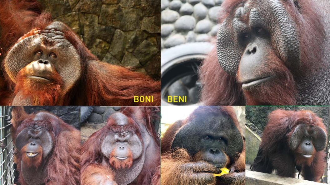 Boni dan Beni Kembali Kalimantan