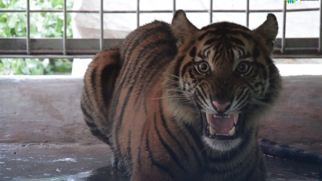 TRANSLOKASI HARIMAU SUMATERA PUTI MAUA AGAM