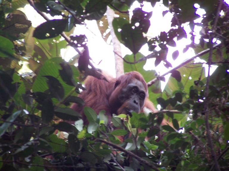 SARANG ORANGUTAN DI ALAM LIAR